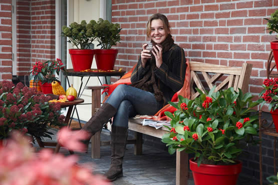 Warm aangekleed genieten van Skimmia's op het winterras